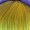 Sweet Candy Wig